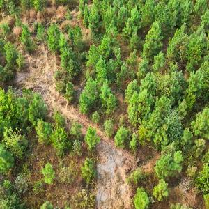 Photo #40 of Off Hwy 11 , Kenansville, NC 269.6 acres