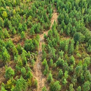 Photo #41 of Off Hwy 11 , Kenansville, NC 269.6 acres
