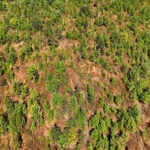 Photo #42 of Off Hwy 11 , Kenansville, NC 269.6 acres