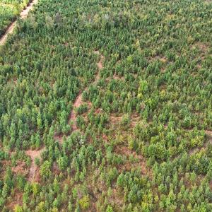 Photo #45 of Off Hwy 11 , Kenansville, NC 269.6 acres