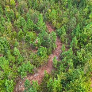 Photo #46 of Off Hwy 11 , Kenansville, NC 269.6 acres