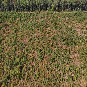 Photo #48 of Off Hwy 11 , Kenansville, NC 269.6 acres