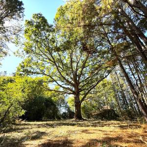 Photo #17 of Off Little Low Ground Rd, Emporia, VA 4.6 acres