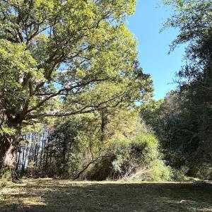 Photo #21 of Off Little Low Ground Rd, Emporia, VA 4.6 acres