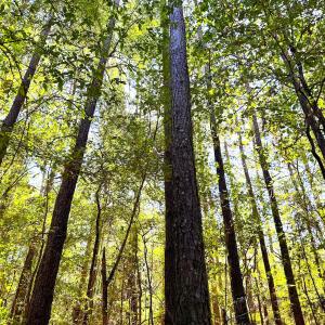 Photo #25 of Off Little Low Ground Rd, Emporia, VA 4.6 acres