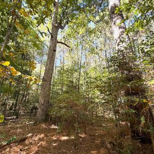 Photo #26 of Off Little Low Ground Rd, Emporia, VA 4.6 acres