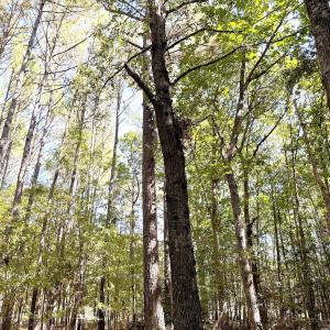 Photo #27 of Off Little Low Ground Rd, Emporia, VA 4.6 acres