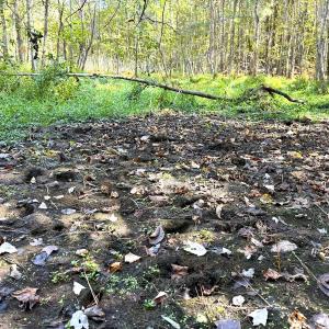 Photo #28 of Off Little Low Ground Rd, Emporia, VA 4.6 acres