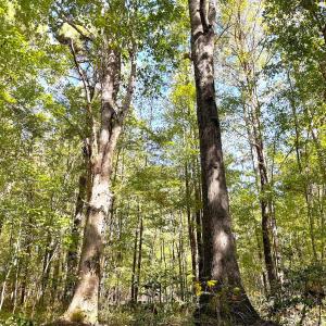 Photo #29 of Off Little Low Ground Rd, Emporia, VA 4.6 acres