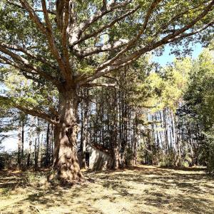 Photo #31 of Off Little Low Ground Rd, Emporia, VA 4.6 acres