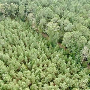 Photo #15 of Off Medical Center Road , Gates, NC 54.4 acres
