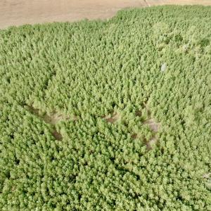 Photo #16 of Off Medical Center Road , Gates, NC 54.4 acres