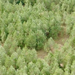 Photo #17 of Off Medical Center Road , Gates, NC 54.4 acres