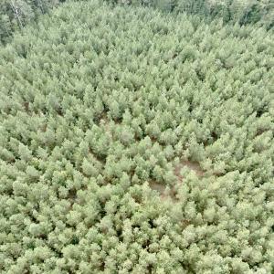 Photo #19 of Off Medical Center Road , Gates, NC 54.4 acres