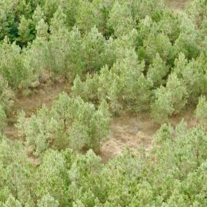 Photo #23 of Off Medical Center Road , Gates, NC 54.4 acres