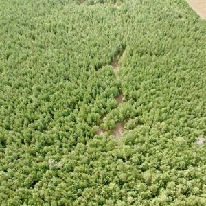 Photo #30 of Off Medical Center Road , Gates, NC 54.4 acres