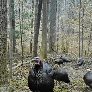 Photo #31 of Off Yorkshire Drive, Sandy Level, VA 20.0 acres