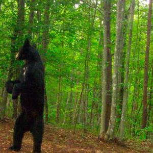 Photo #39 of Off Yorkshire Drive, Sandy Level, VA 20.0 acres