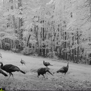 Photo #40 of Off Yorkshire Drive, Sandy Level, VA 20.0 acres