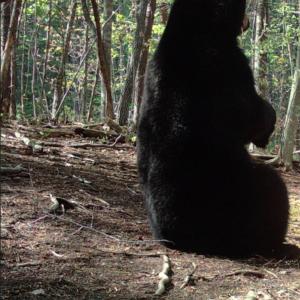 Photo #28 of Off Yorkshire Drive, Sandy Level, VA 20.0 acres