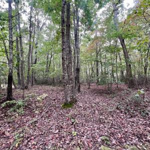 Photo #2 of Off Yorkshire Drive, Sandy Level, VA 20.0 acres