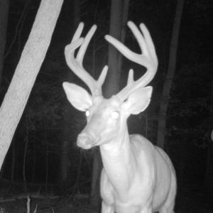 Photo #51 of Off Yorkshire Drive, Sandy Level, VA 20.0 acres