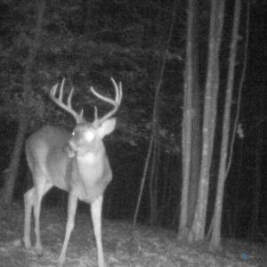 Photo #53 of Off Yorkshire Drive, Sandy Level, VA 20.0 acres