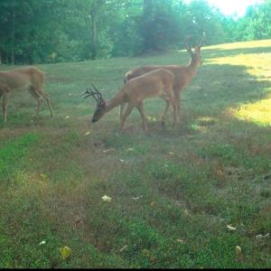 Photo #47 of Off Yorkshire Drive, Sandy Level, VA 20.0 acres