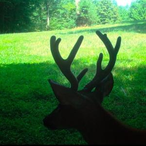 Photo #48 of Off Yorkshire Drive, Sandy Level, VA 20.0 acres