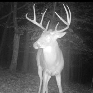 Photo #49 of Off Yorkshire Drive, Sandy Level, VA 20.0 acres