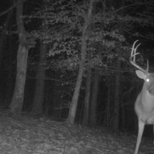 Photo #50 of Off Yorkshire Drive, Sandy Level, VA 20.0 acres