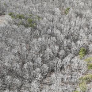 Photo #62 of Off Yorkshire Drive, Sandy Level, VA 20.0 acres