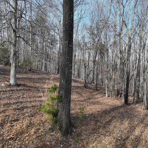 Photo #81 of Off Yorkshire Drive, Sandy Level, VA 20.0 acres