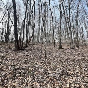 Photo #89 of Off Yorkshire Drive, Sandy Level, VA 20.0 acres