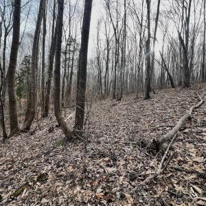 Photo #90 of Off Yorkshire Drive, Sandy Level, VA 20.0 acres