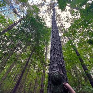 Photo #10 of Off Old Lewis School Road, Middlesex, NC 12.2 acres