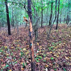 Photo #16 of Off Old Lewis School Road, Middlesex, NC 12.2 acres