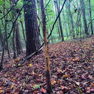 Photo #17 of Off Old Lewis School Road, Middlesex, NC 12.2 acres