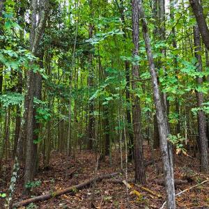 Photo #25 of Off Old Lewis School Road, Middlesex, NC 12.2 acres