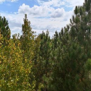 Photo #27 of Off Old Lewis School Road, Middlesex, NC 12.2 acres