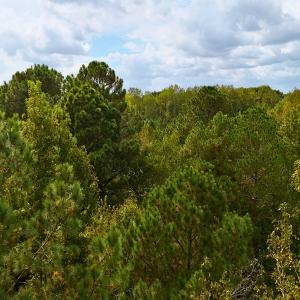Photo #28 of Off Old Lewis School Road, Middlesex, NC 12.2 acres