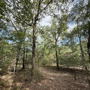 Photo #17 of Off Atkinson Cemetary Rd, Atkinson, NC 202.0 acres