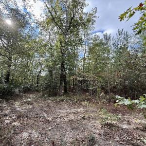 Photo #18 of Off Atkinson Cemetary Rd, Atkinson, NC 202.0 acres