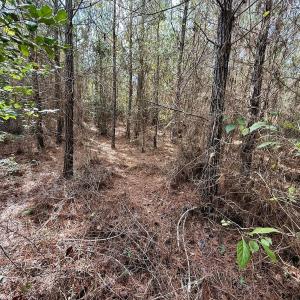 Photo #19 of Off Atkinson Cemetary Rd, Atkinson, NC 202.0 acres