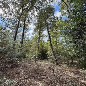 Photo #20 of Off Atkinson Cemetary Rd, Atkinson, NC 202.0 acres