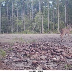 Photo #22 of Off Atkinson Cemetary Rd, Atkinson, NC 202.0 acres