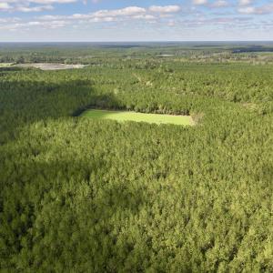 Photo #23 of Off Atkinson Cemetary Rd, Atkinson, NC 202.0 acres