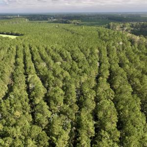 Photo #26 of Off Atkinson Cemetary Rd, Atkinson, NC 202.0 acres