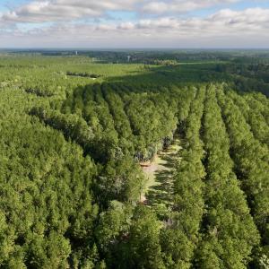 Photo #27 of Off Atkinson Cemetary Rd, Atkinson, NC 202.0 acres