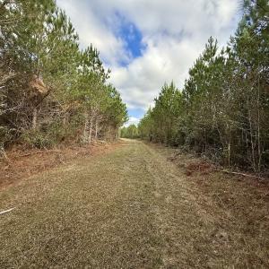 Photo #28 of Off Atkinson Cemetary Rd, Atkinson, NC 202.0 acres